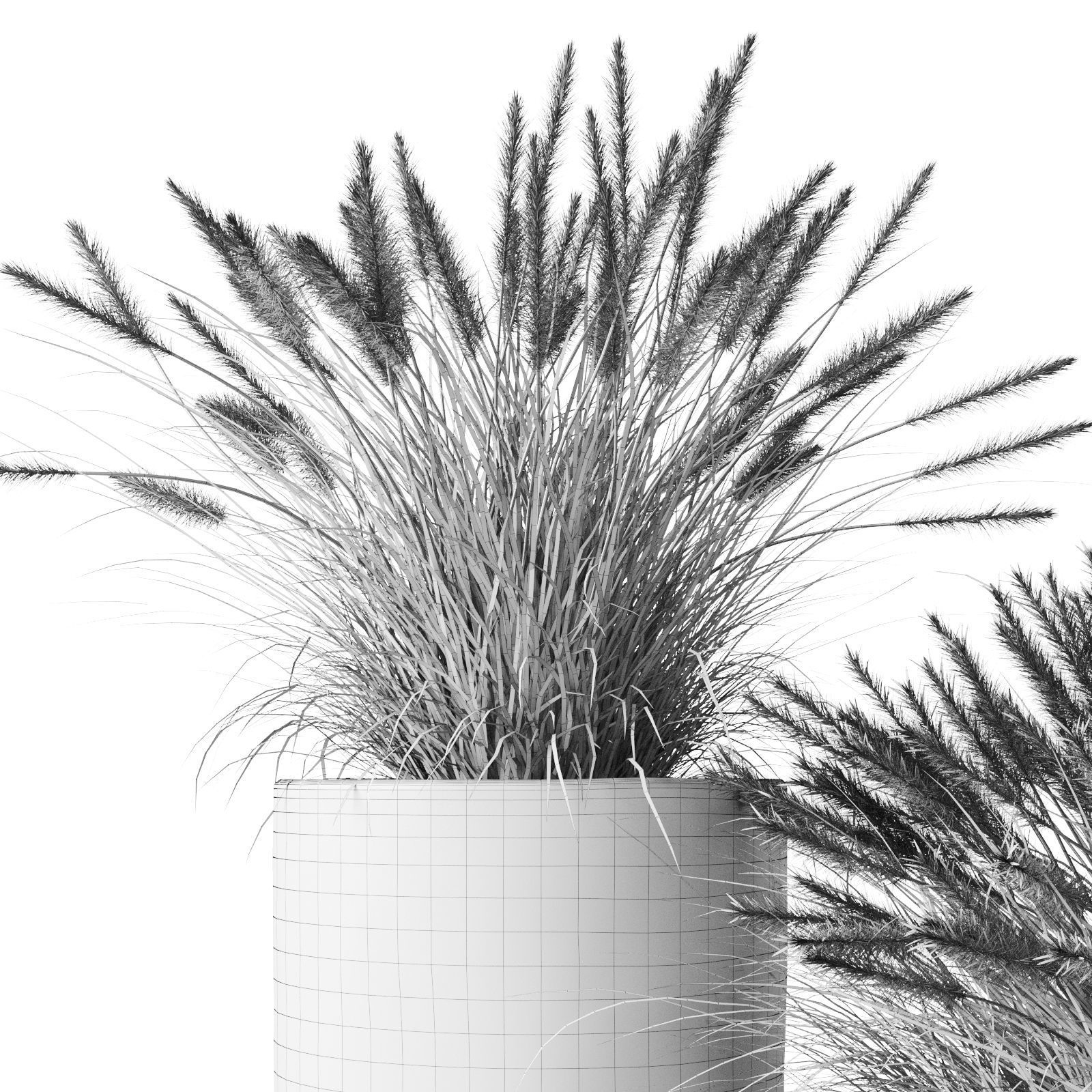 Pennisetum Foxtail In Concrete Pots 3D model_8