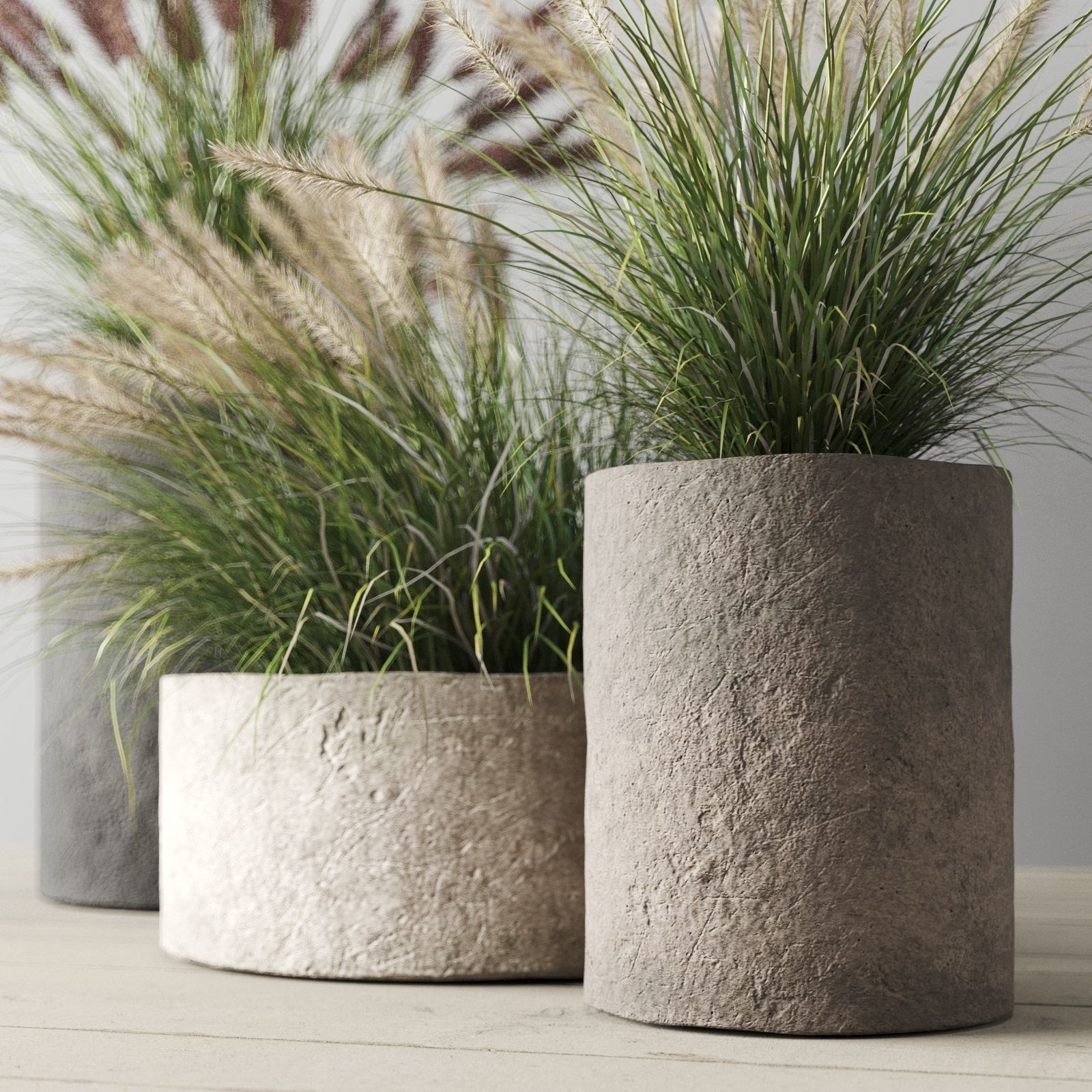 Pennisetum Foxtail In Concrete Pots 3D model_4