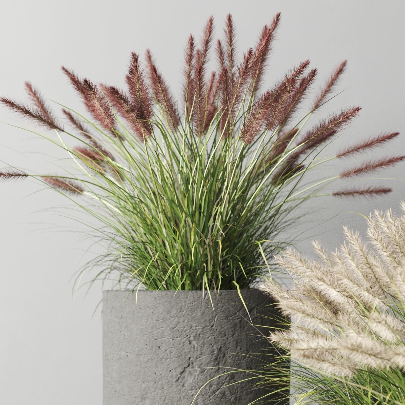 Pennisetum Foxtail In Concrete Pots 3D model_3