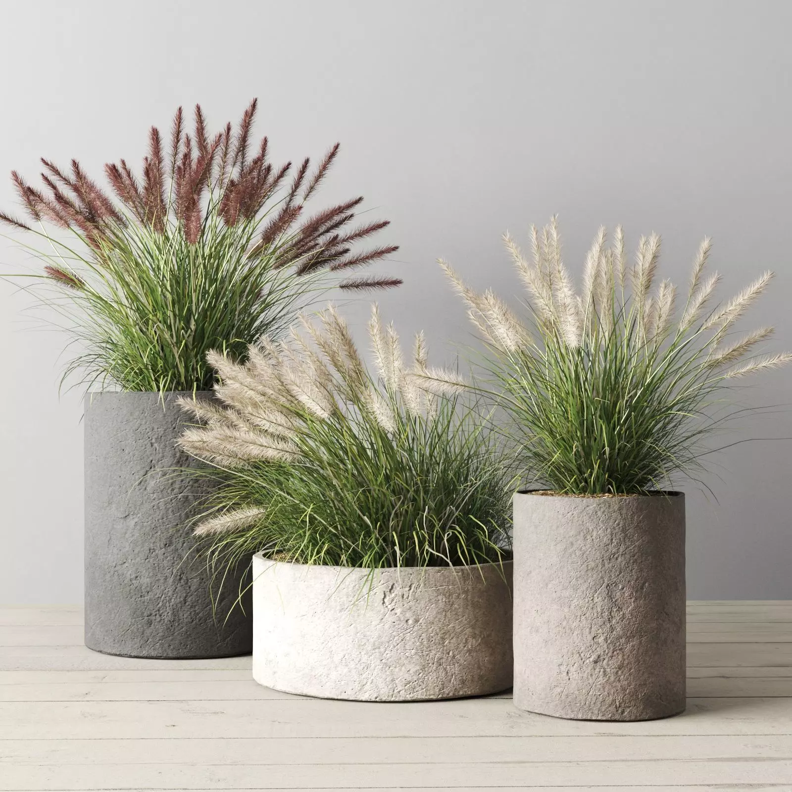 Pennisetum Foxtail In Concrete Pots 3D model_0