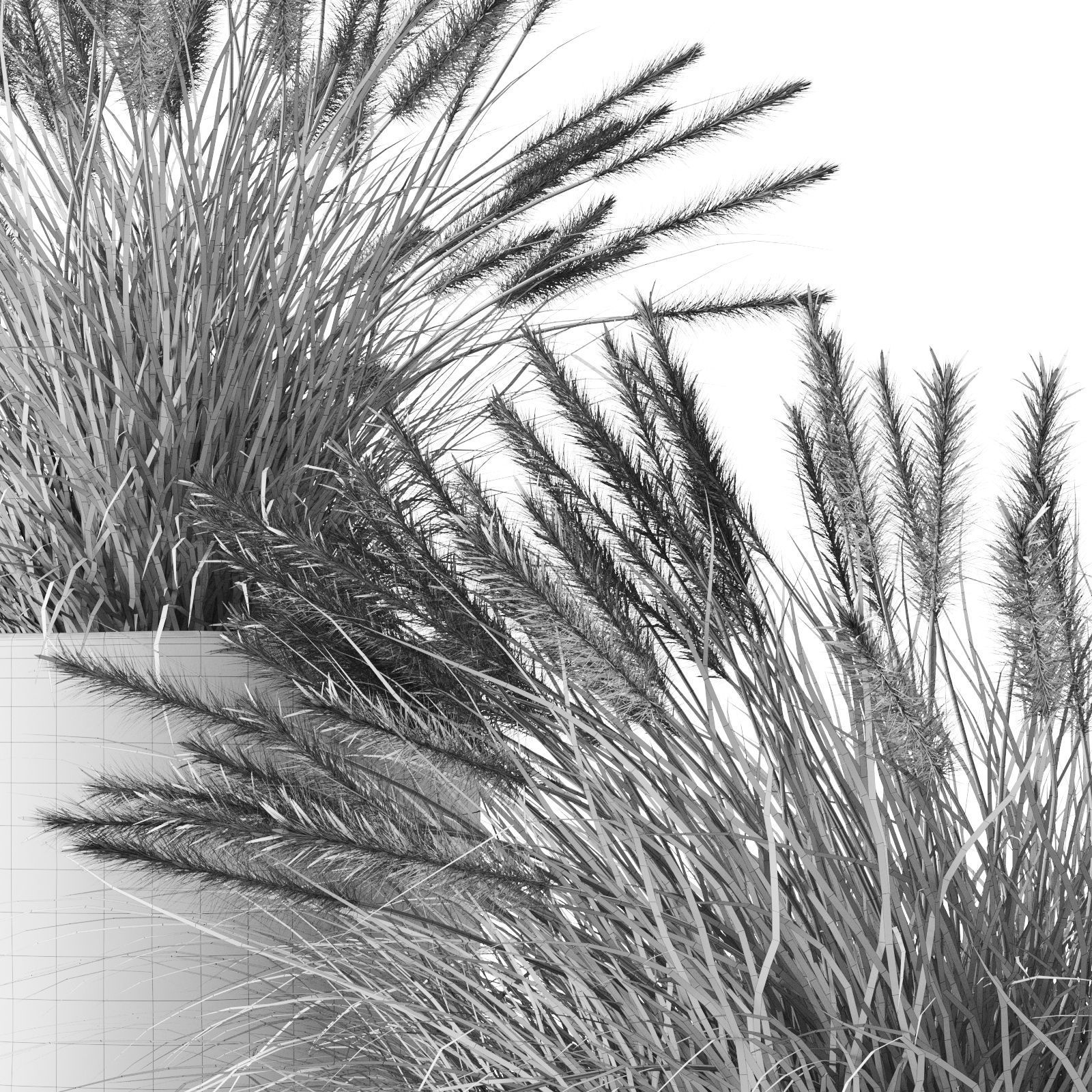 Pennisetum Foxtail In Concrete Pots 3D model_6