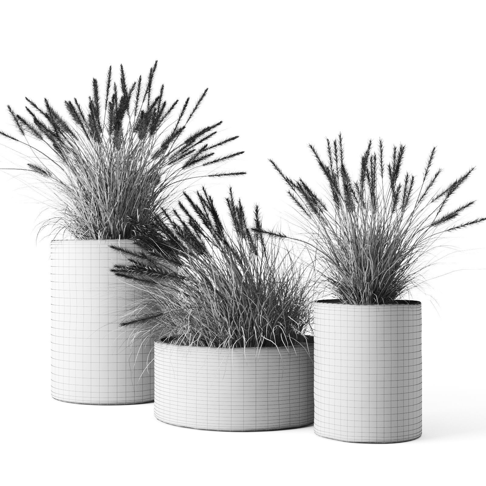 Pennisetum Foxtail In Concrete Pots 3D model_5