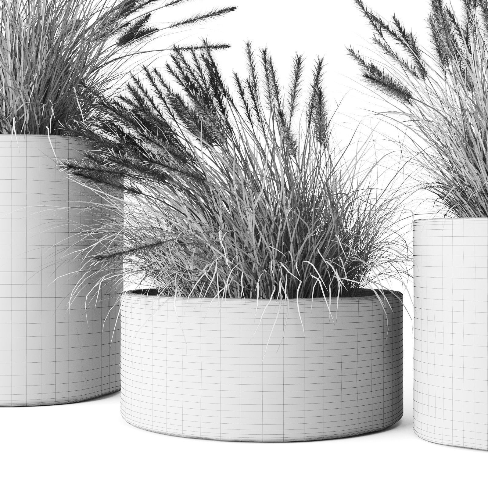 Pennisetum Foxtail In Concrete Pots 3D model_7