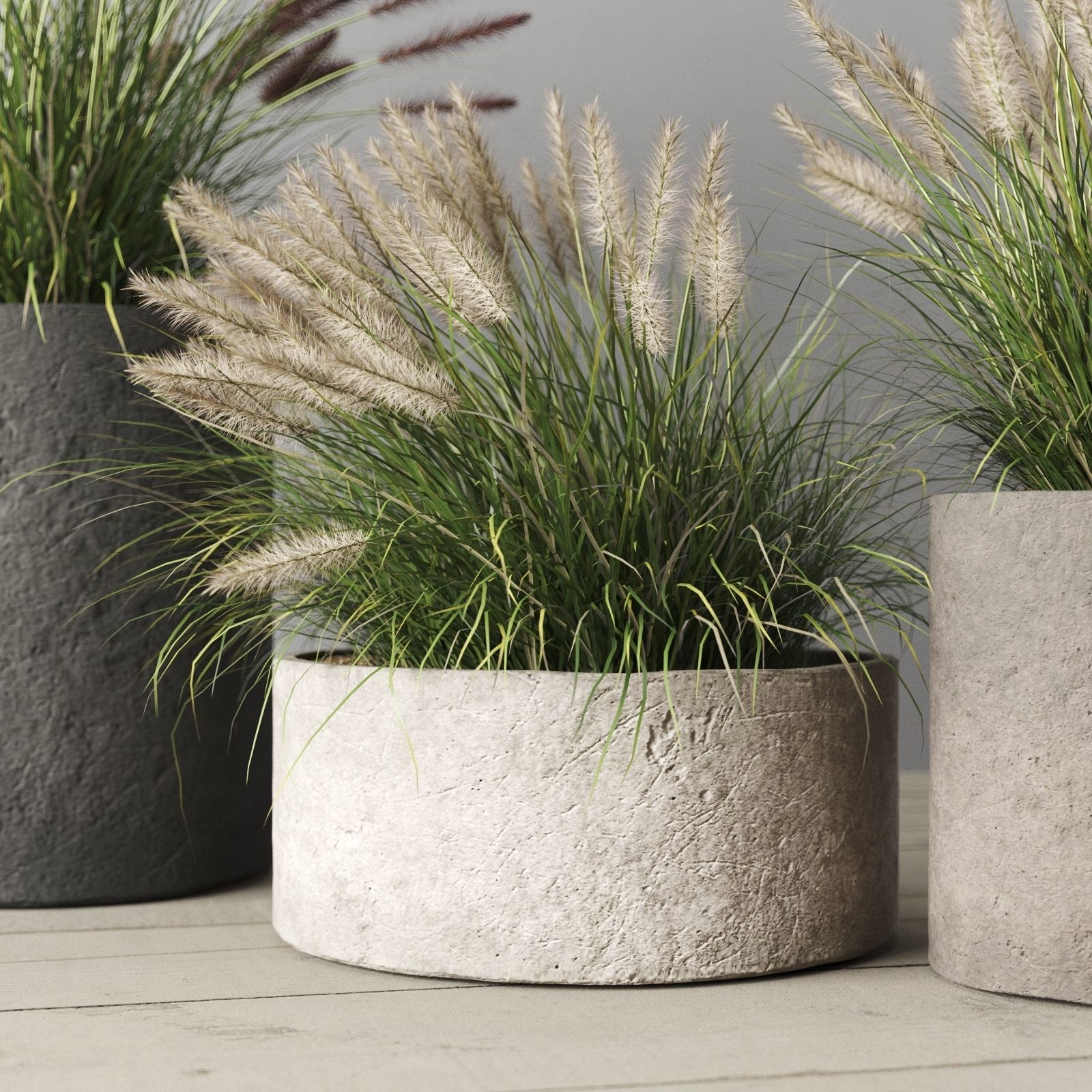 Pennisetum Foxtail In Concrete Pots 3D model_2