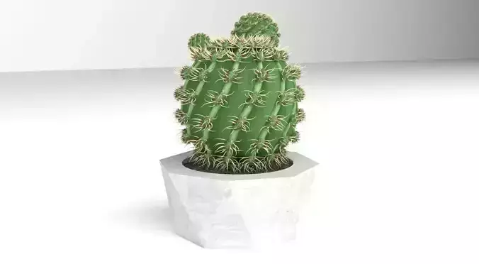 Cactus