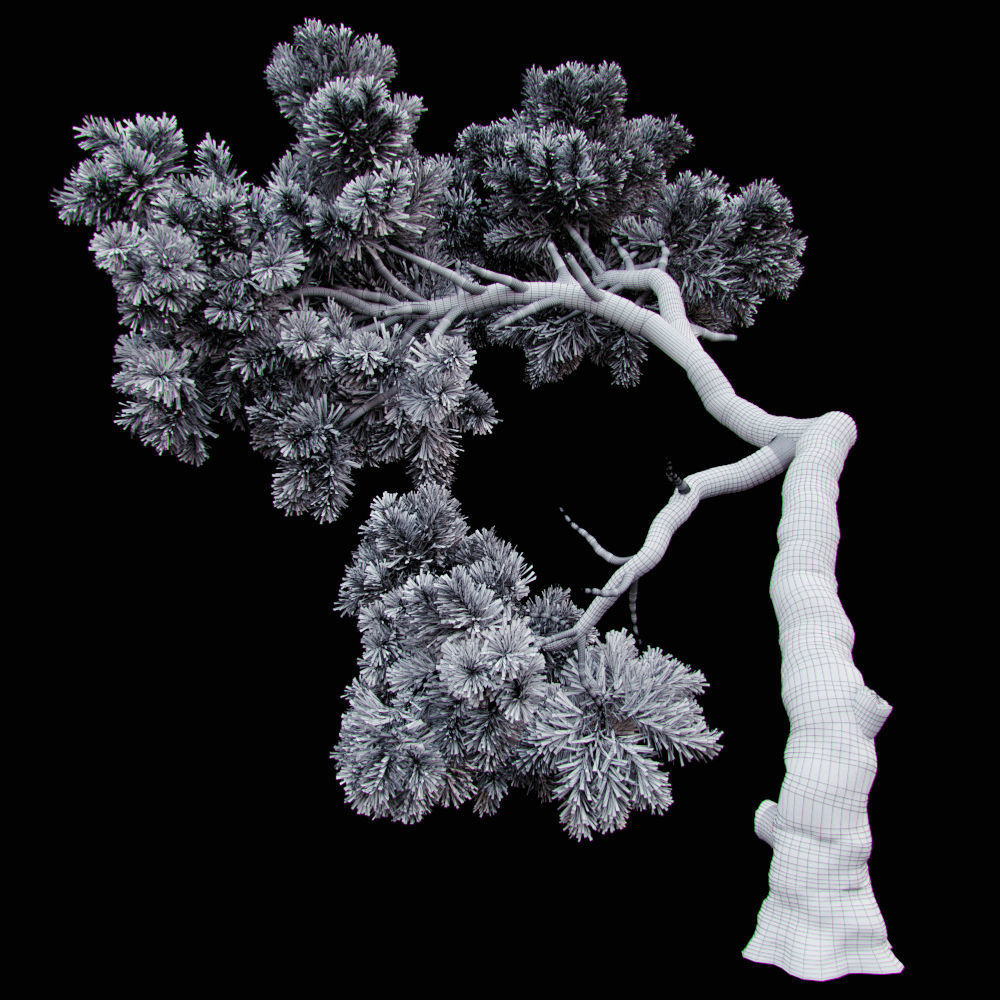 Curved pine tree 3D model_4