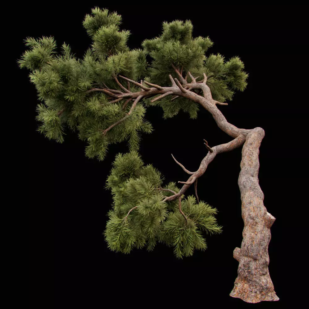 Curved pine tree 3D model_0
