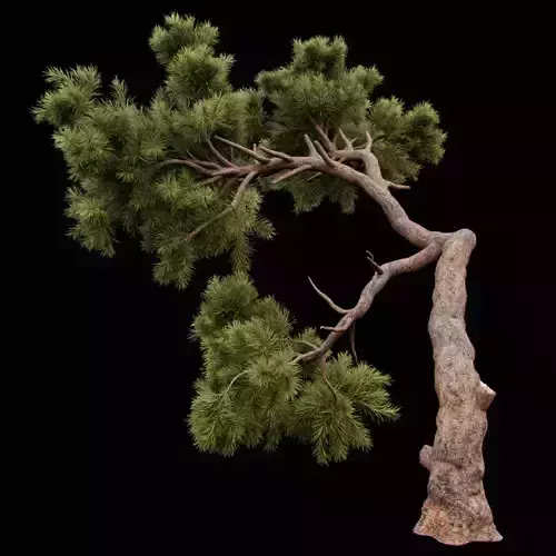 Curved pine tree