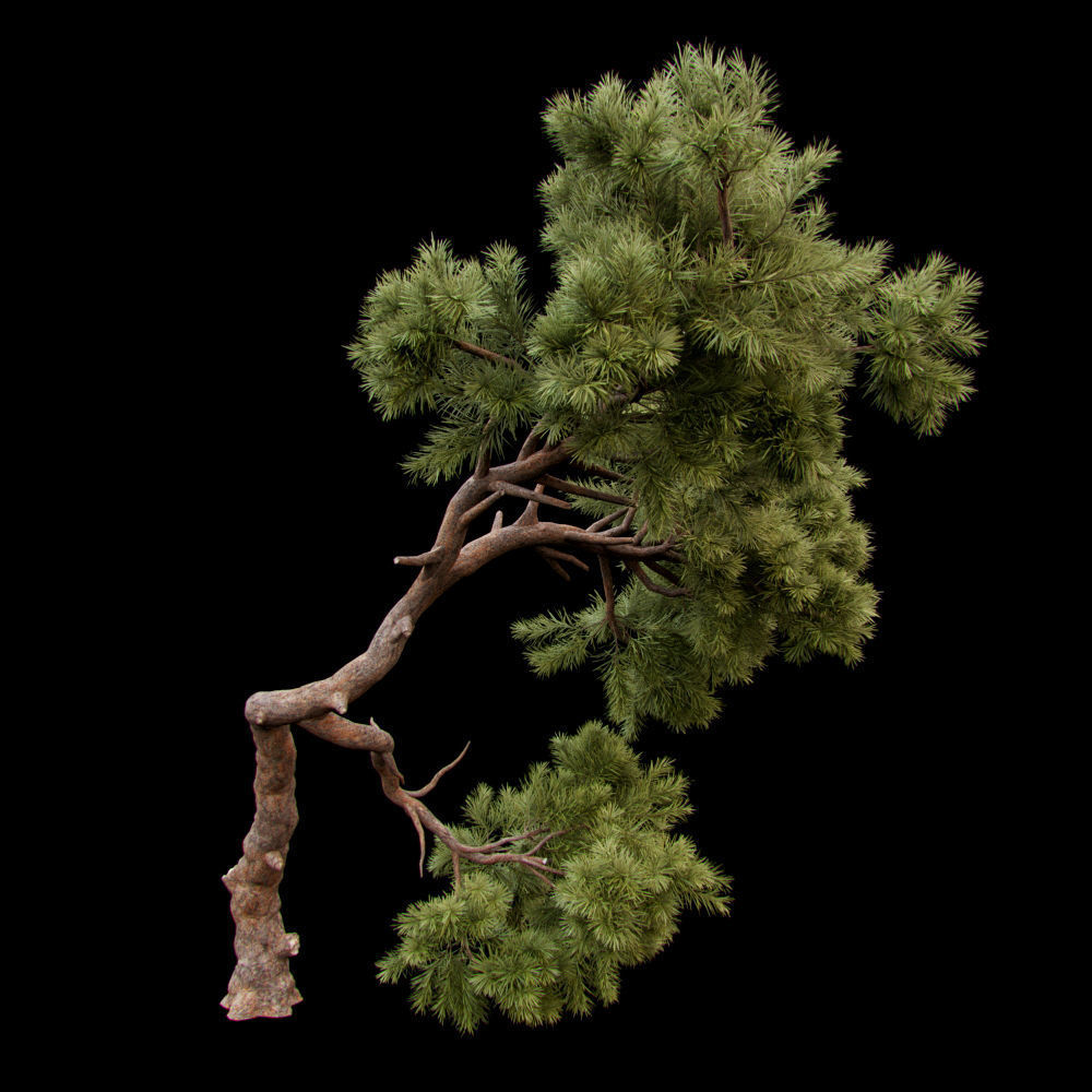Curved pine tree 3D model_1