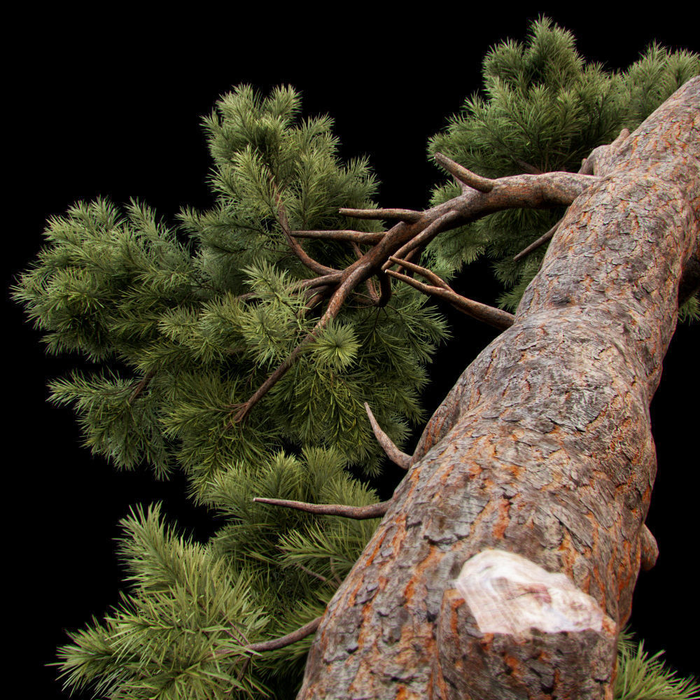 Curved pine tree 3D model_3