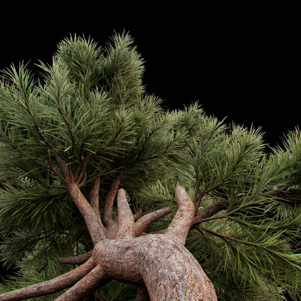 Curved pine tree 3D model_2