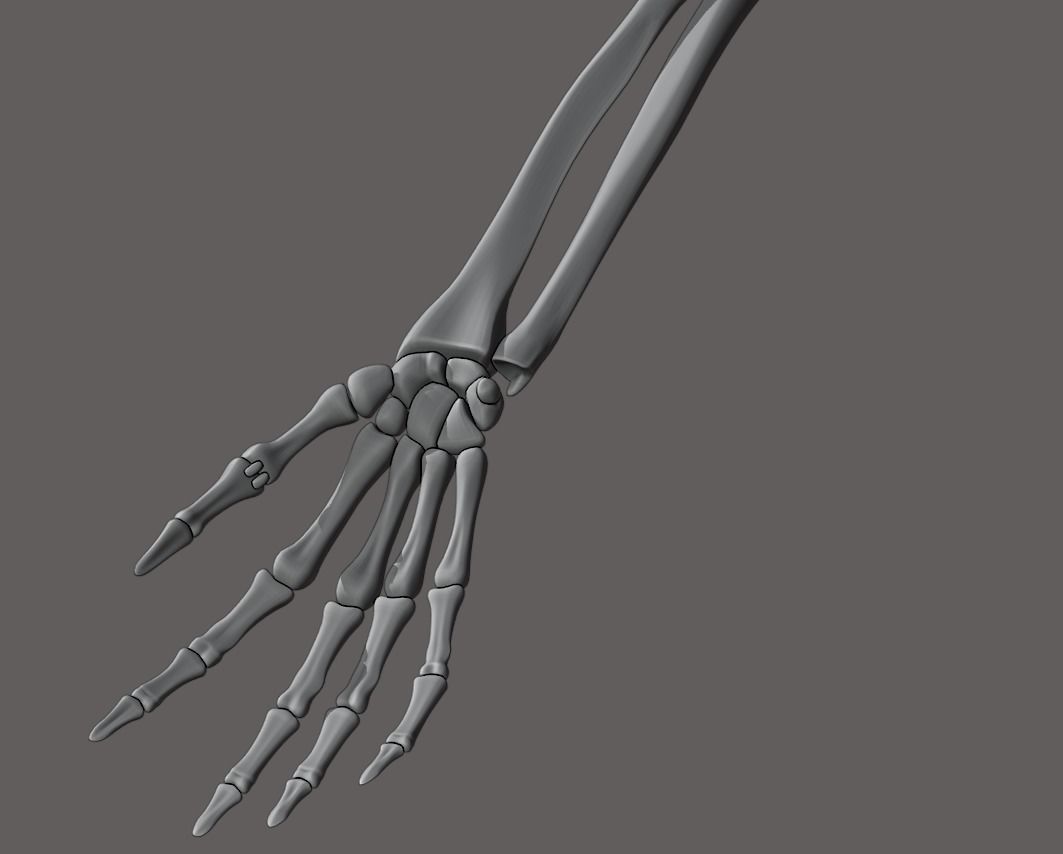 Rigged arm skeleton for Blender - bare skeleton 3D model_7