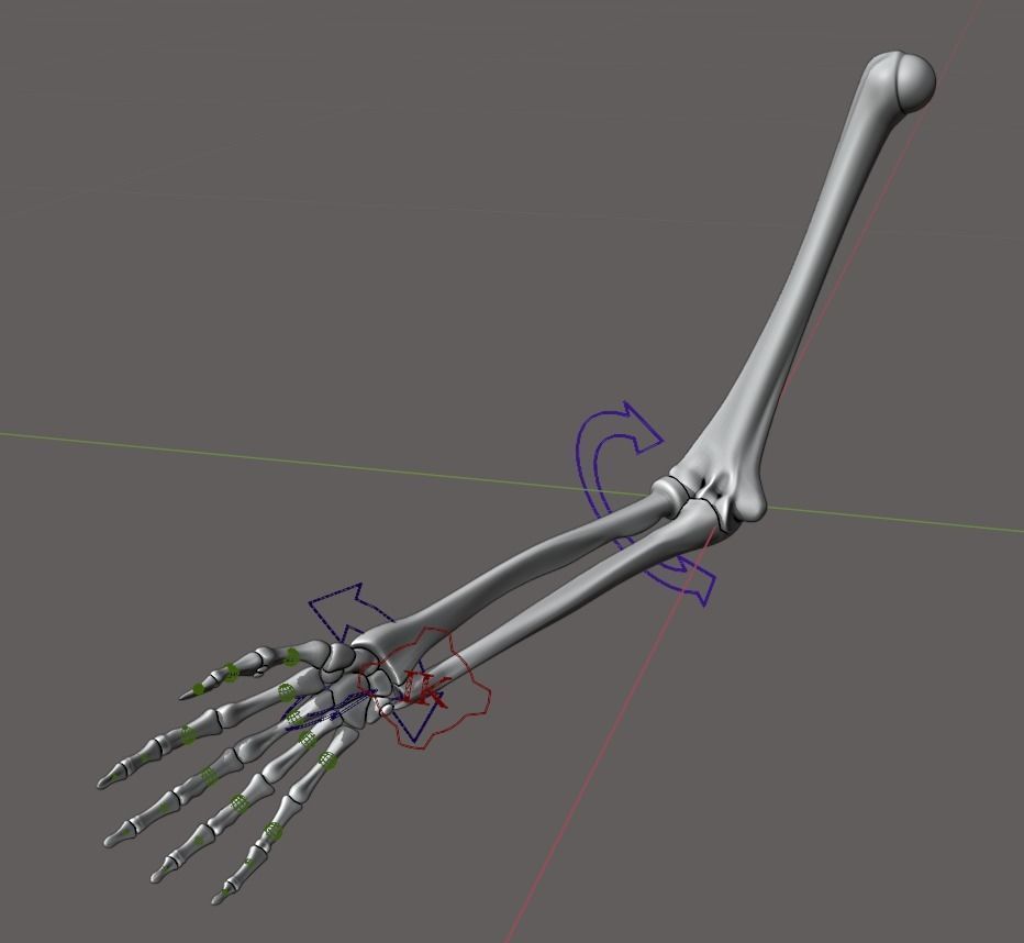 Rigged arm skeleton for Blender - bare skeleton 3D model_2