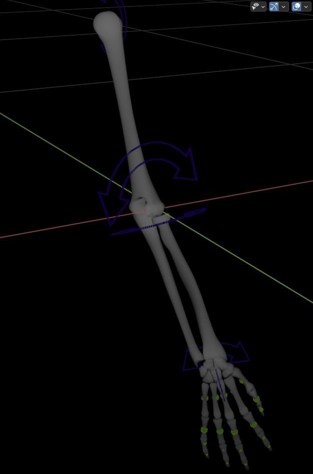 Rigged arm skeleton for Blender - bare skeleton 3D model_8