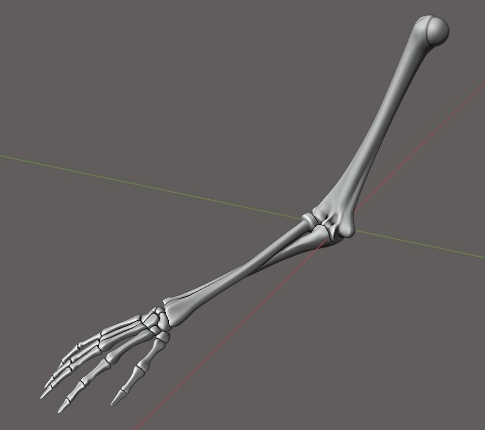Rigged arm skeleton for Blender - bare skeleton 3D model_0
