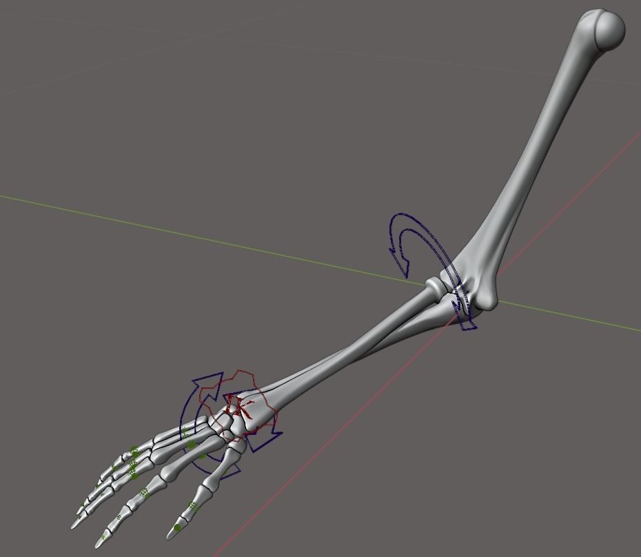 Rigged arm skeleton for Blender - bare skeleton 3D model_1