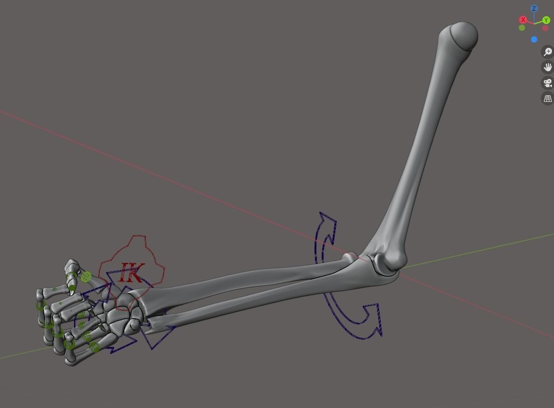 Rigged arm skeleton for Blender - bare skeleton 3D model_3