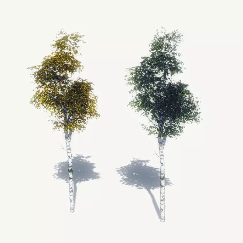 FREE Birch Trees Sample Model Free low-poly 3D model_0