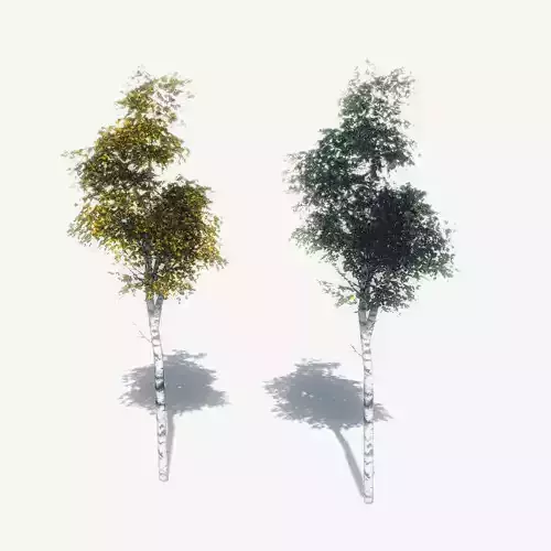 FREE Birch Trees Sample Model Free low-poly 3D model