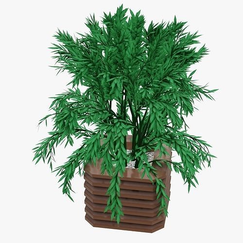 Plant bamboo in pot Low-poly 3D model
