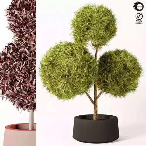 topiary plant 3D model