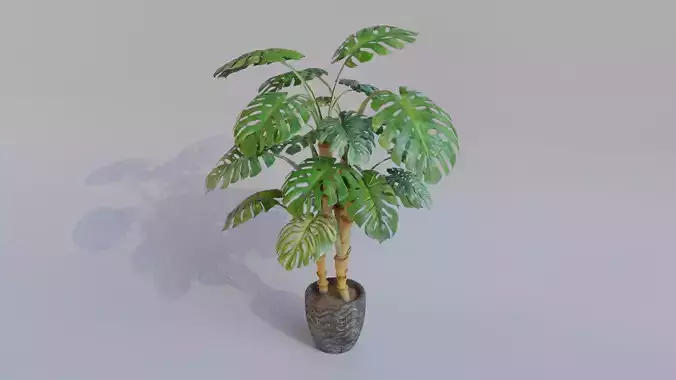 Monstera Plant with Plant Pot