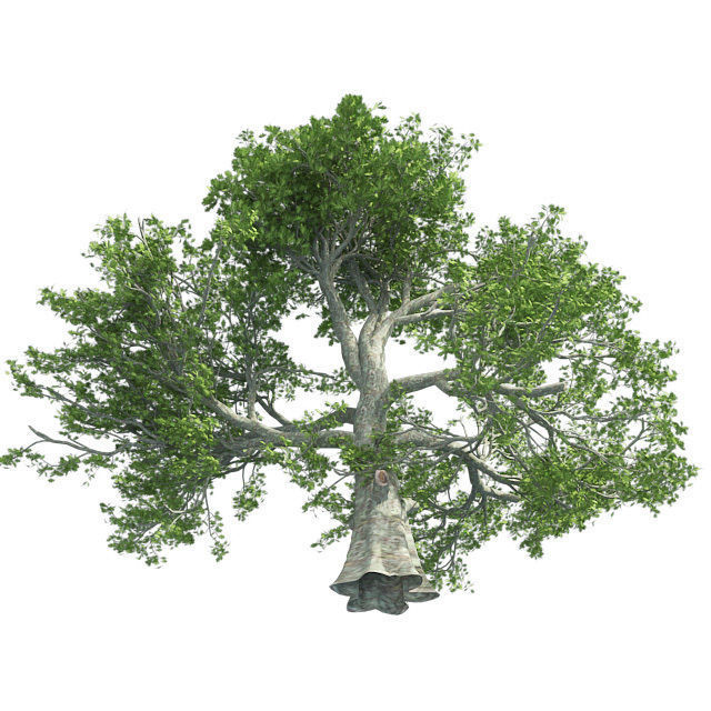 White Oak Tree Low-poly 3D model_1