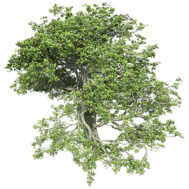 White Oak Tree Low-poly 3D model_2