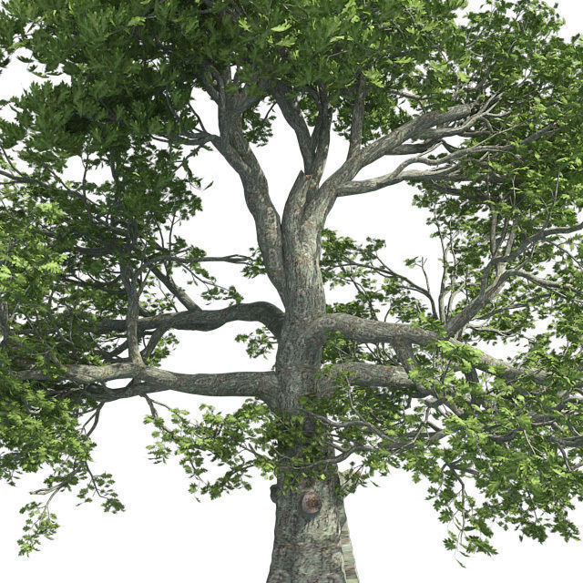 White Oak Tree Low-poly 3D model_3