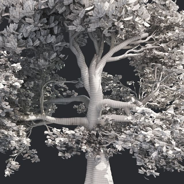 White Oak Tree Low-poly 3D model_4