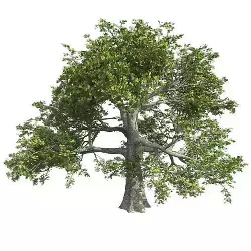 White Oak Tree Low-poly 3D model