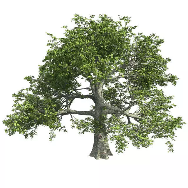 White Oak Tree Low-poly 3D model_0
