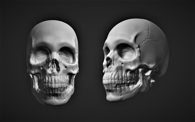 Human Skull Sculpture Free 3D print model