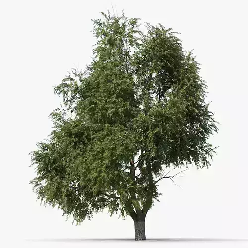 3D model Elm tree animated