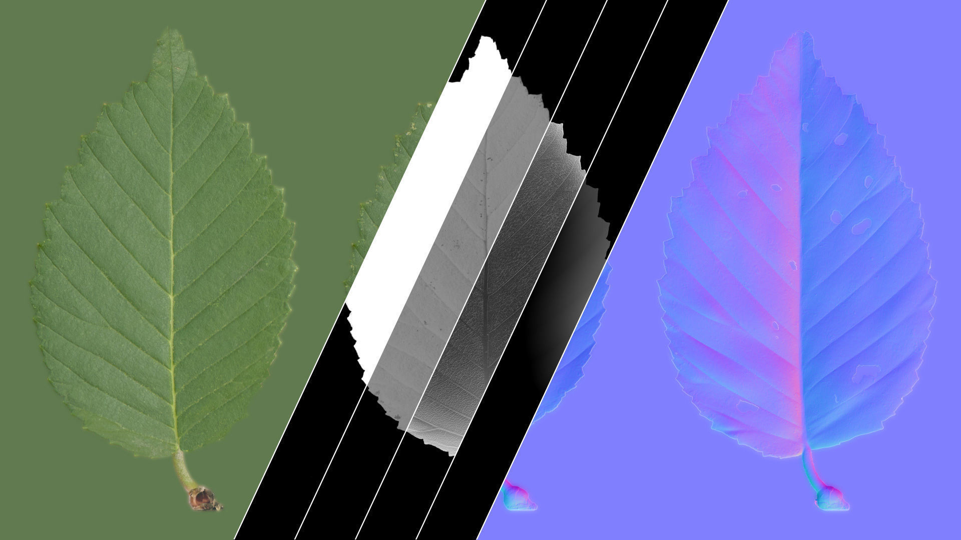 3D model Elm tree animated 3D model animated | CGTrader