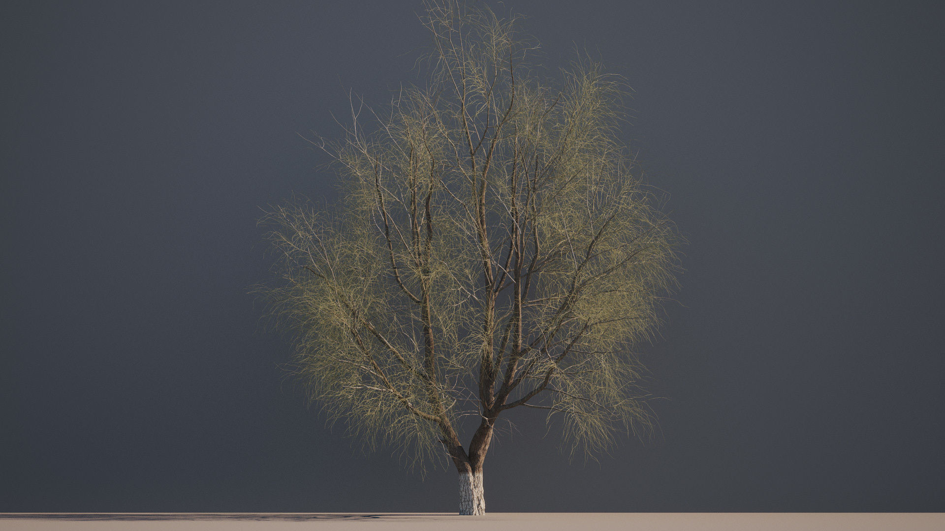 3D model Elm tree animated 3D model animated | CGTrader