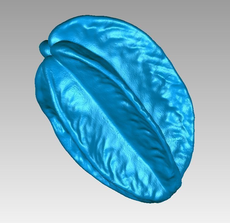 Real Starfruit Carambola High Detail 3D Scan 3D print model_3