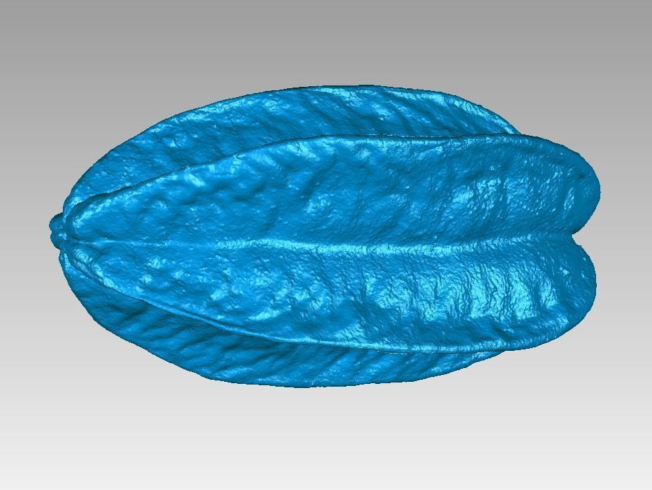 Real Starfruit Carambola High Detail 3D Scan 3D print model_2