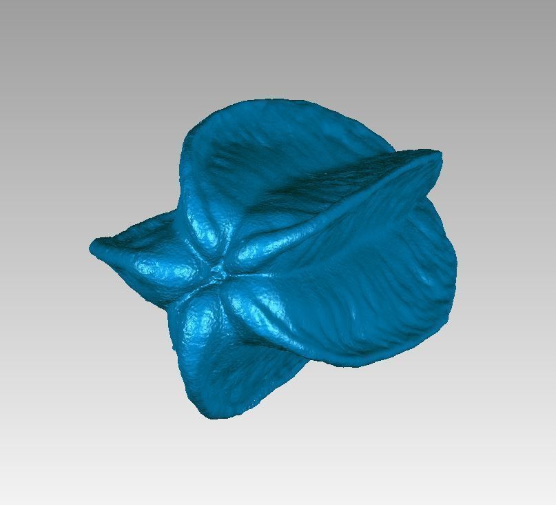 Real Starfruit Carambola High Detail 3D Scan 3D print model_6