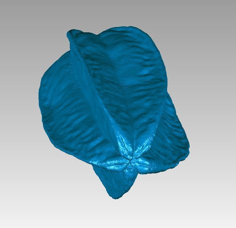 Real Starfruit Carambola High Detail 3D Scan 3D print model_4