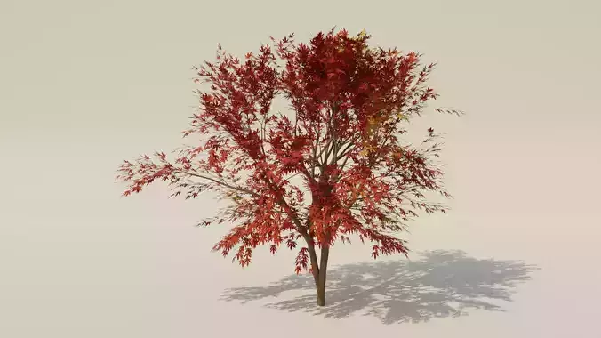 Japanese Maple Tree Procedural Texture in Blender