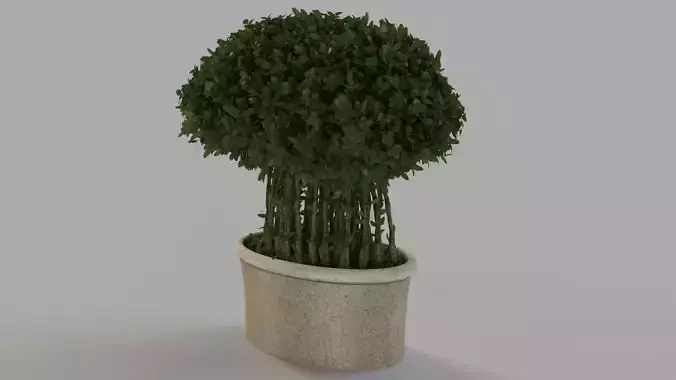 Willow Topiary Preserved Boxwood Green