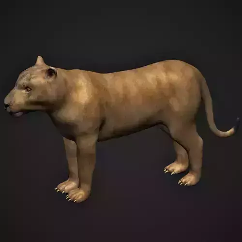 Lioness female lion 3D model