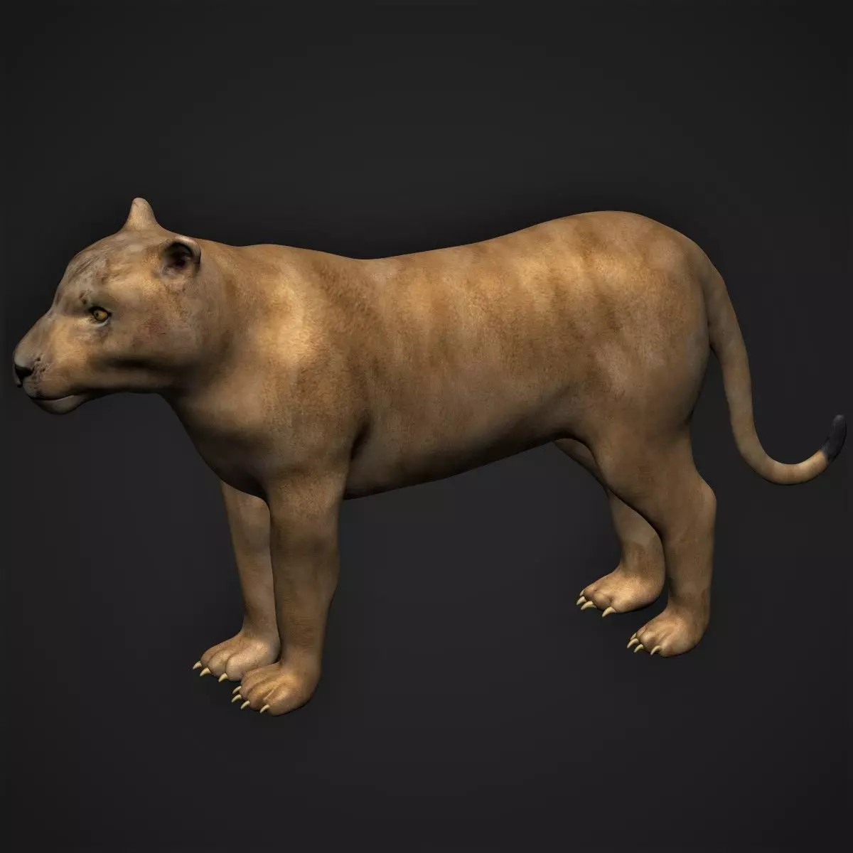 Lioness female lion 3D model
