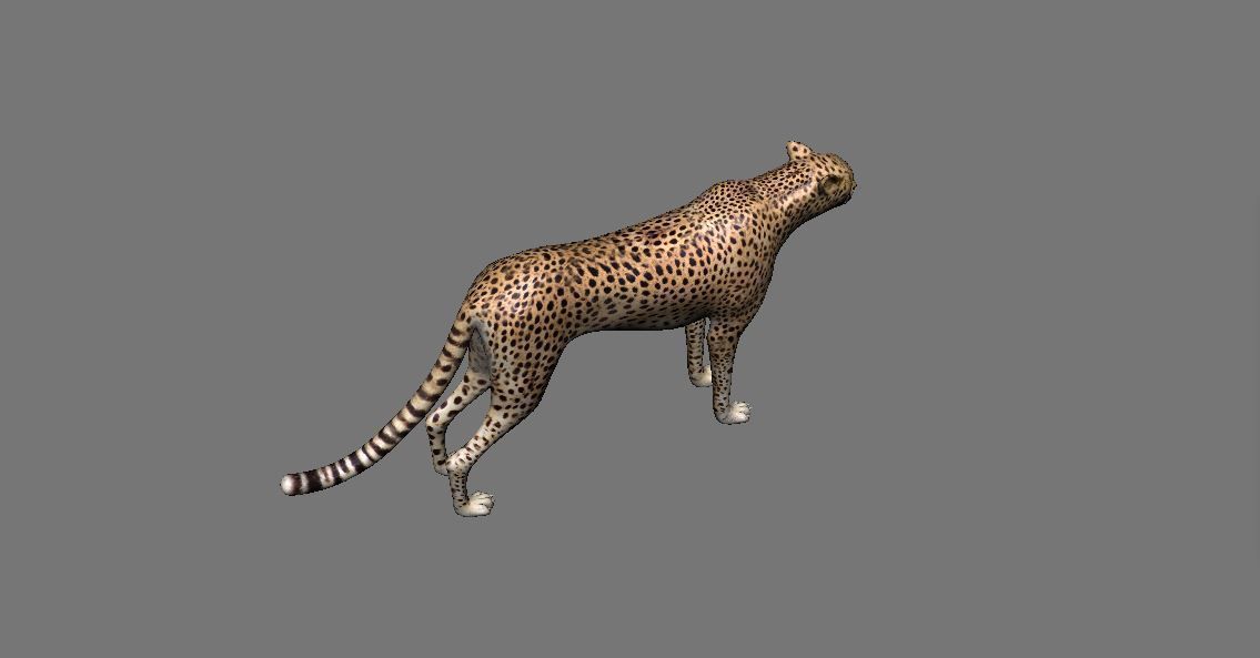 Leopard Panther Puma Jaguar Model Rig Low-poly 3D model_6