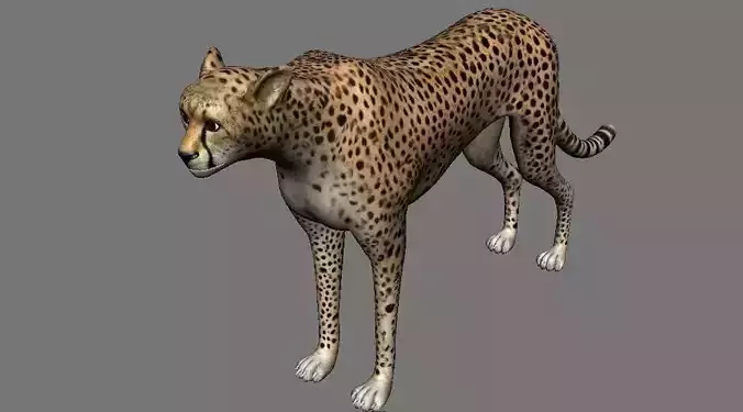 Leopard Panther Puma Jaguar Model Rig