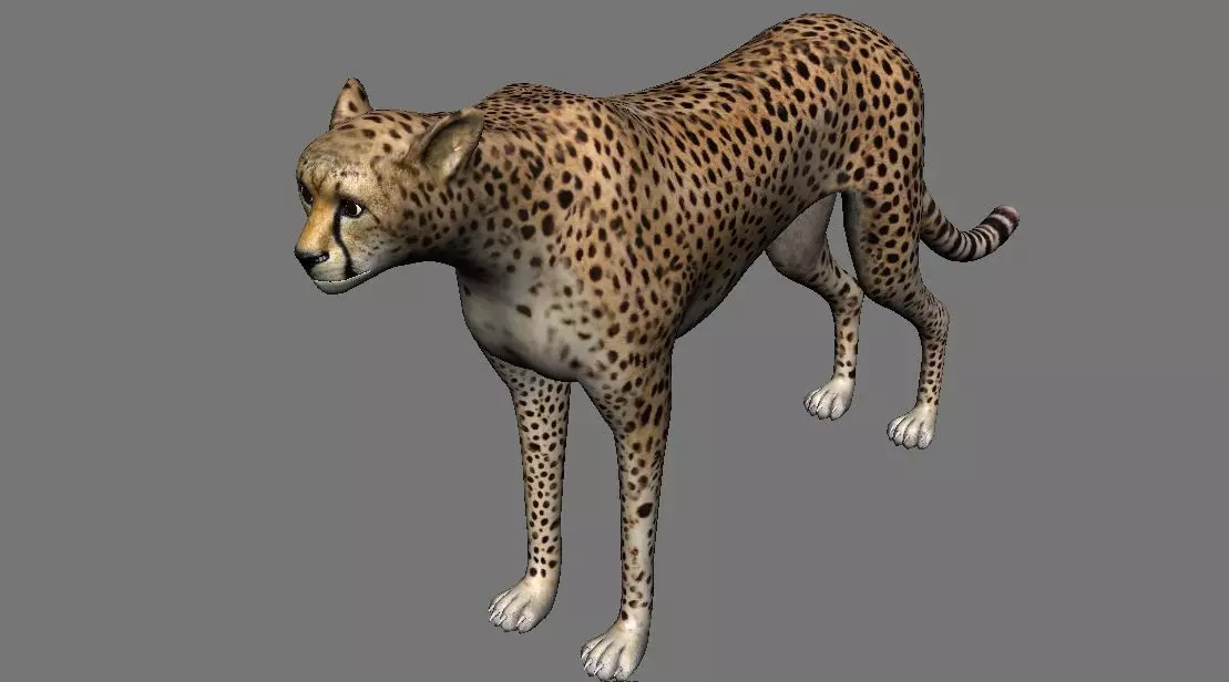 Leopard Panther Puma Jaguar Model Rig Low-poly 3D model_0