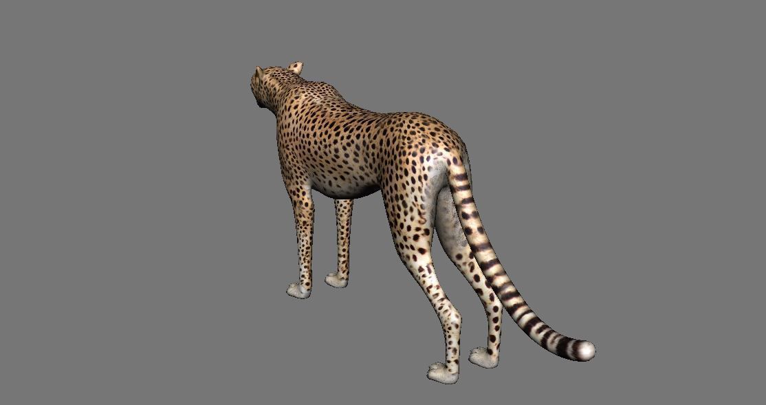 Leopard Panther Puma Jaguar Model Rig Low-poly 3D model_4