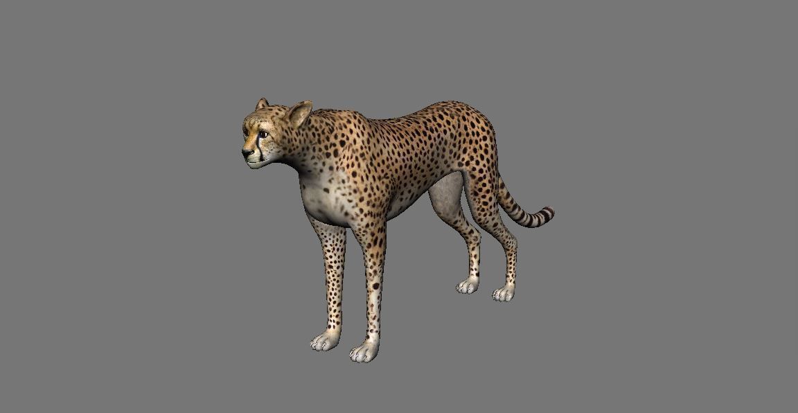 Leopard Panther Puma Jaguar Model Rig Low-poly 3D model_2