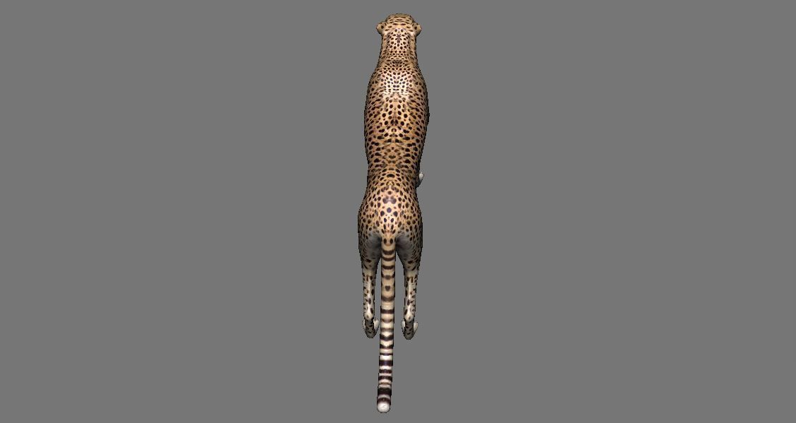 Leopard Panther Puma Jaguar Model Rig Low-poly 3D model_5